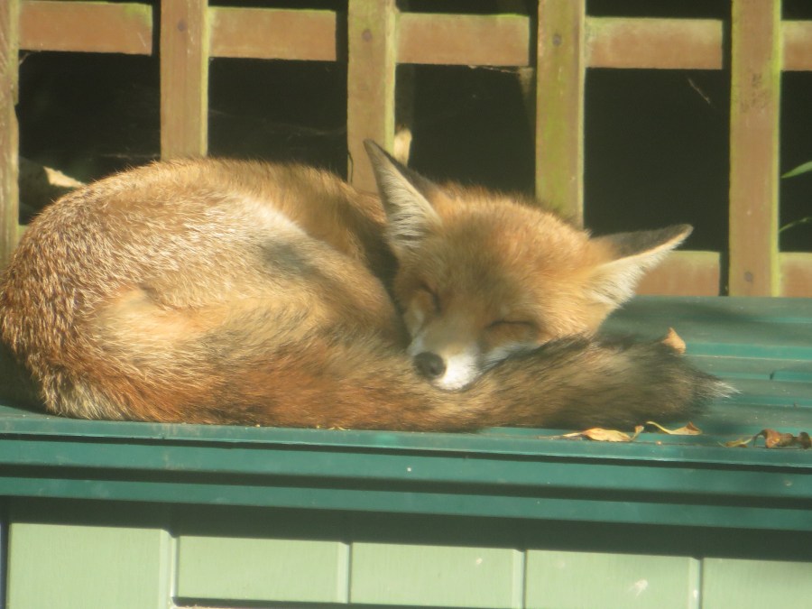 urban fox asleep on garden shed