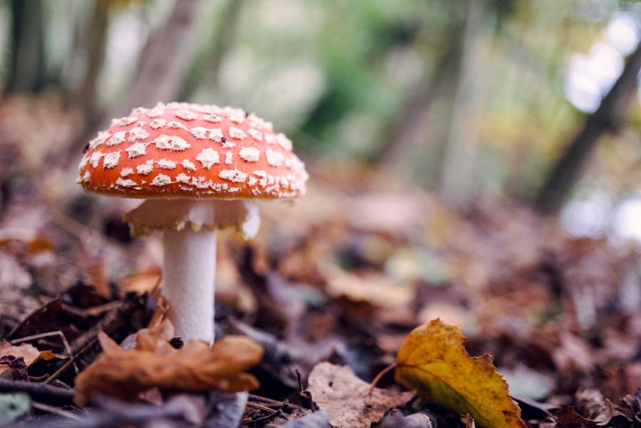 fly agaric mushroom on woodland floor