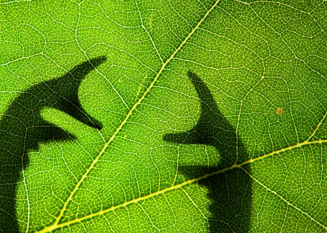 Stag beetle antlers behind a leaf
