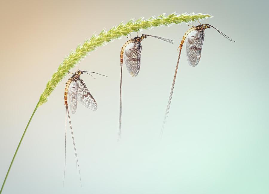 three mayflies on grass