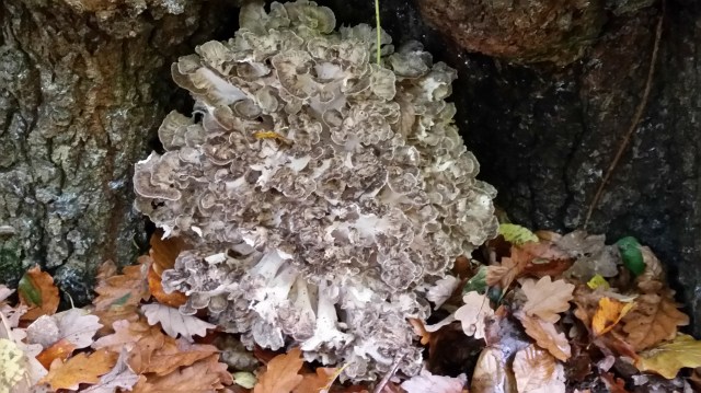 Hen of the woods wild fungi beneath oak tree