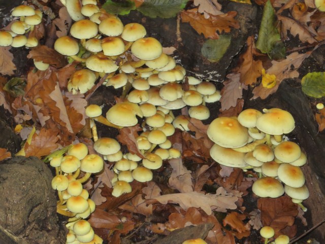 yellow mushrooms fungi on woodland floor