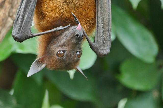 cute bat hanging upside down from tree