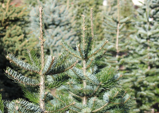 rows of Christmas trees