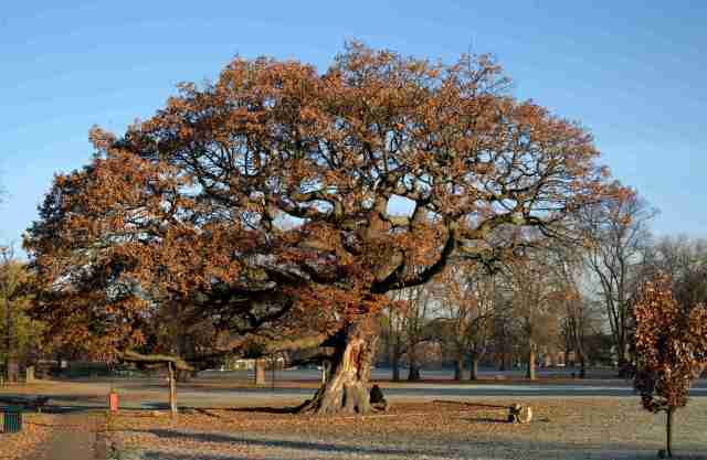 An ancient oak tree in a park