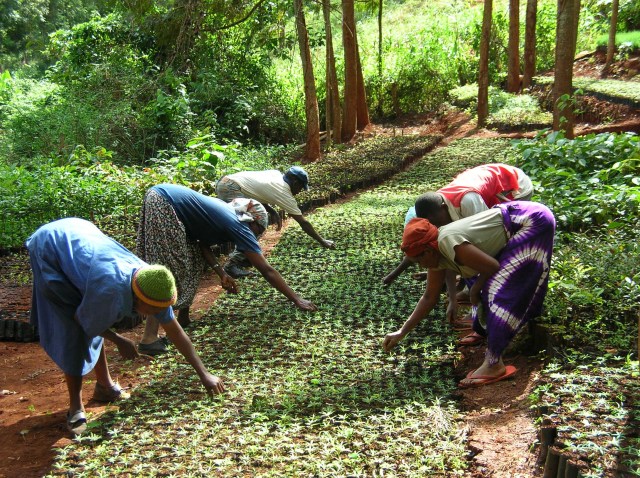 People tending tree seedlings in Kenya