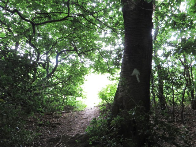 arrow on a tree pointing the way through the woods