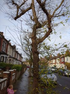 box elder tree in winter on street