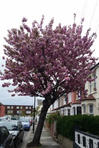 cherry blossom street tree