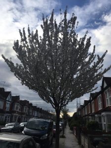 Cherry tree in blossom on street