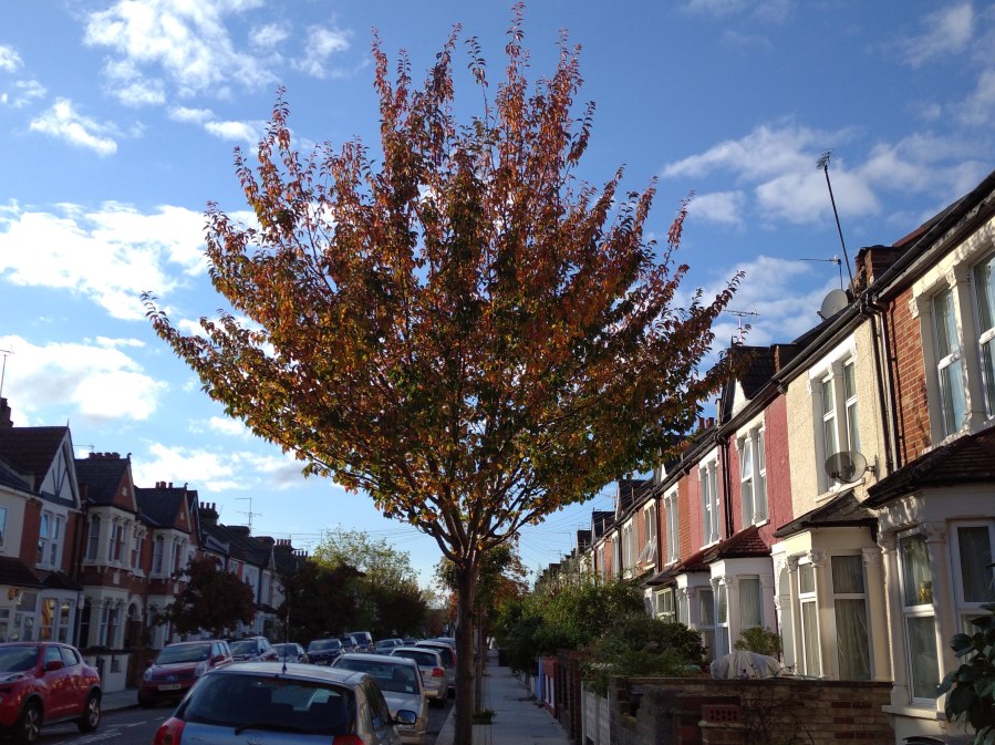 street tree in autumn under blue sky