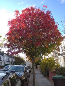 rowan tree on street with red autumnal leaves
