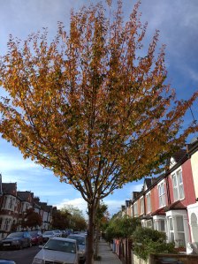 cherry tree in autumn