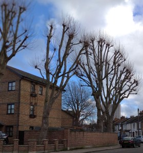 pollarded London plane trees