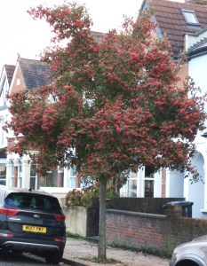Cockspur Thorn (Crataegus x lavallei)