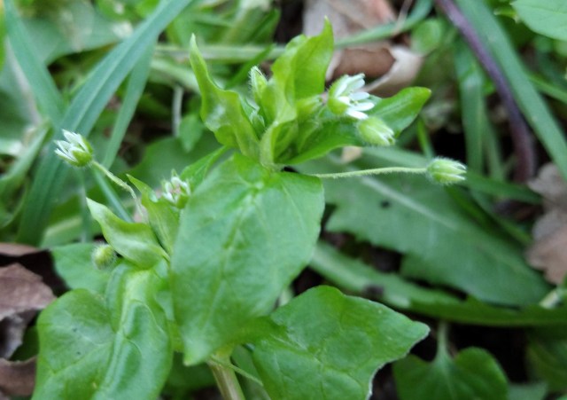chickweed wildflower in grass