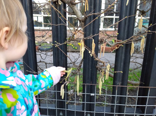 child touching hazel catkins