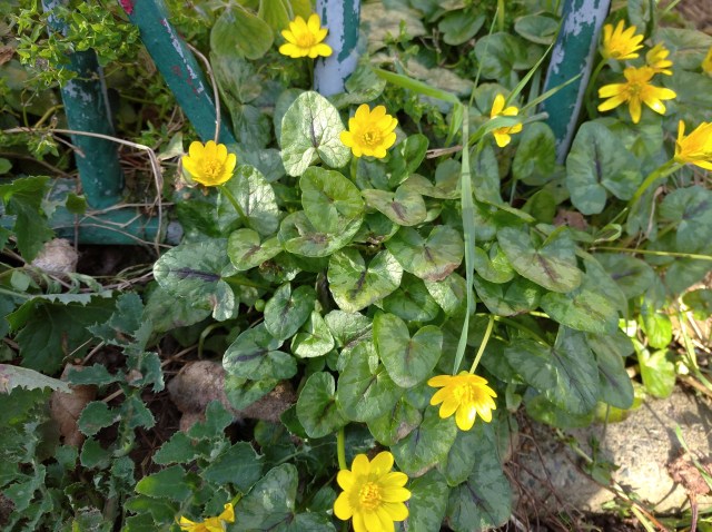 Lesser celandine flowers under railings