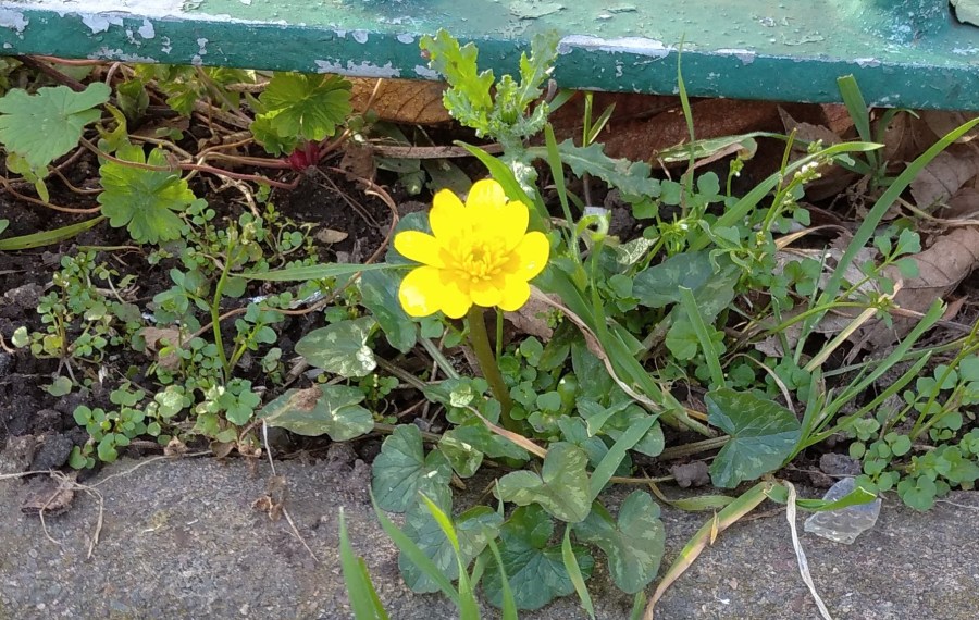 lesser celandine by kerb