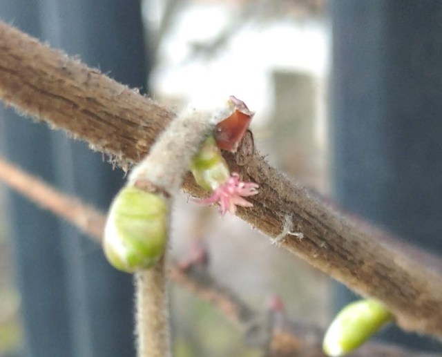 hazel flower on bud