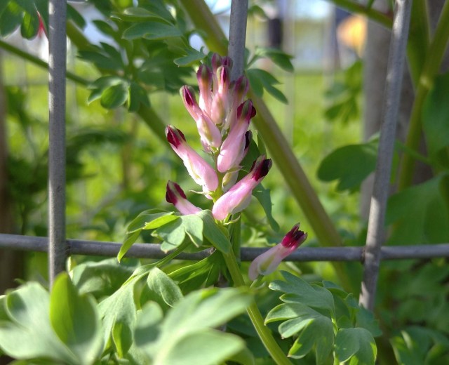 Fumitory of the Wall