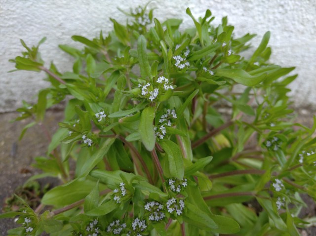 Cornsalad growing wild up wall