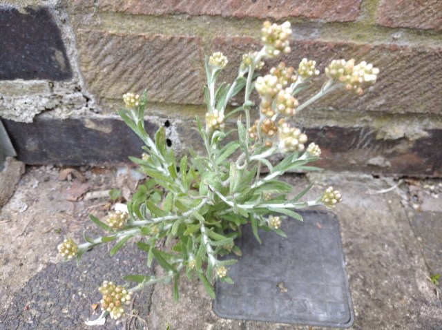 Jersey Cudweed on London pavement