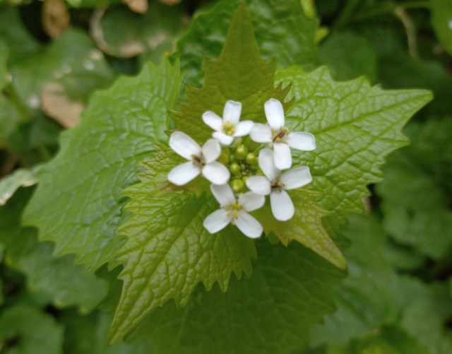 garlic mustard