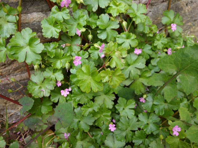 Shining Cranesbill
