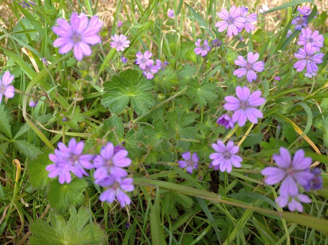dovesfoot cranesbill in field