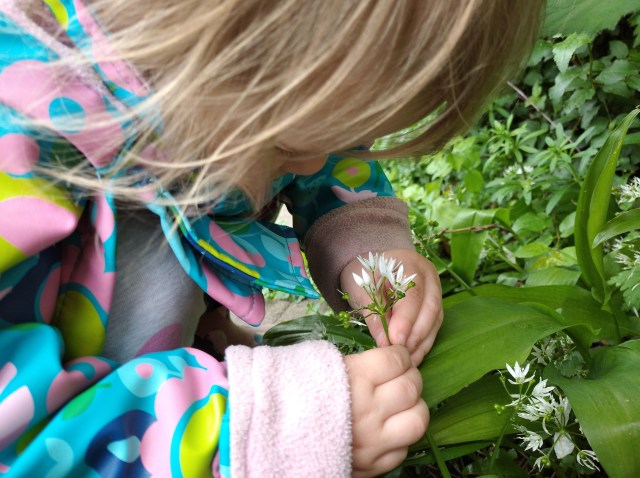 toddler picking ramsons