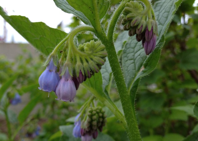 Comfrey flowers unfurling