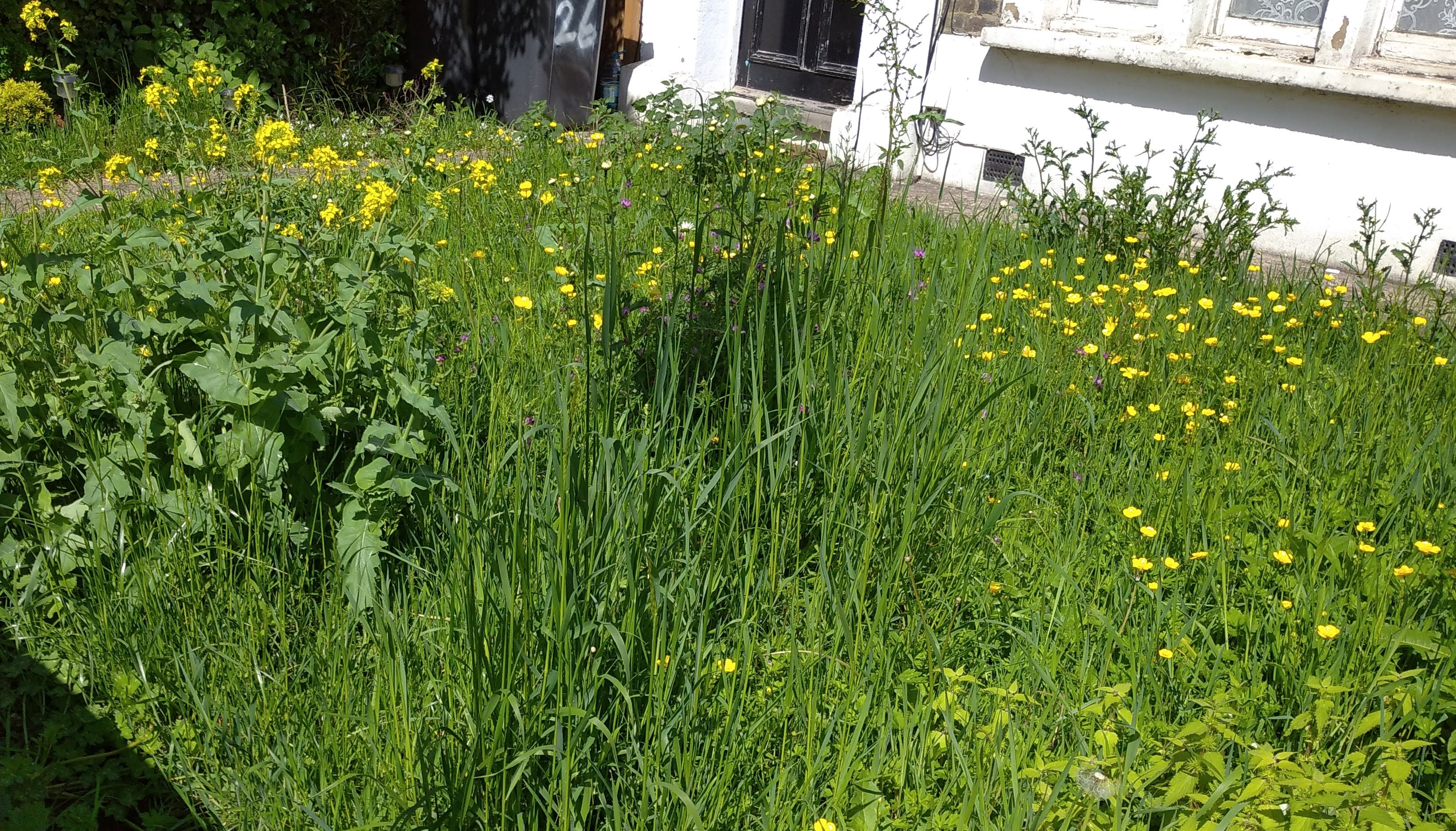 wildflower front lawn