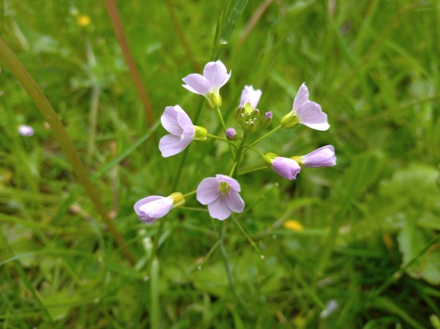 cuckooflower