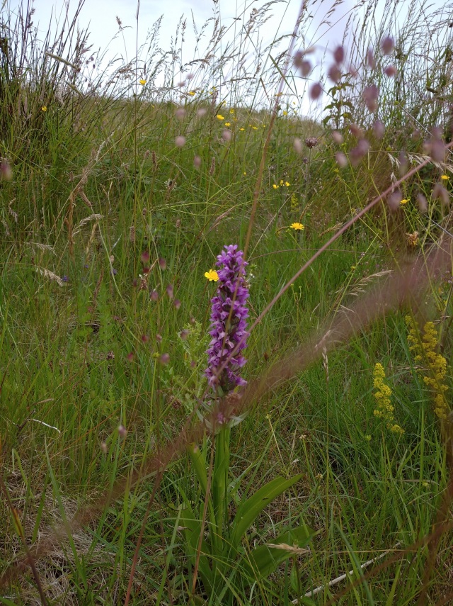 Broad Leaved Orchid