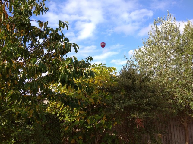 hot air balloon flying over garden trees
