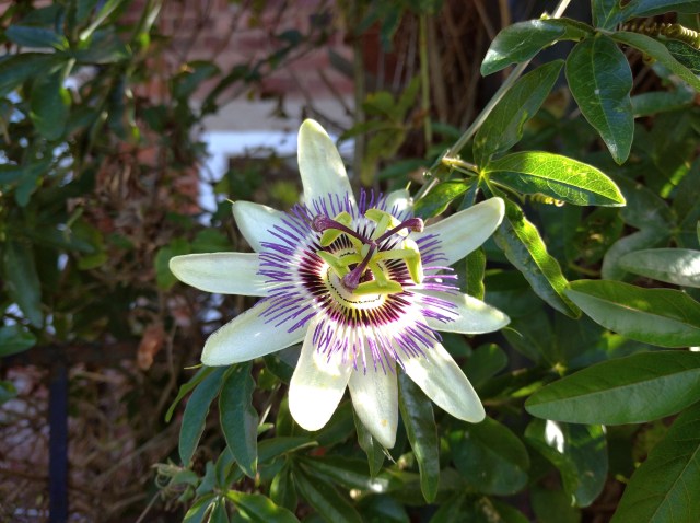 passionflower