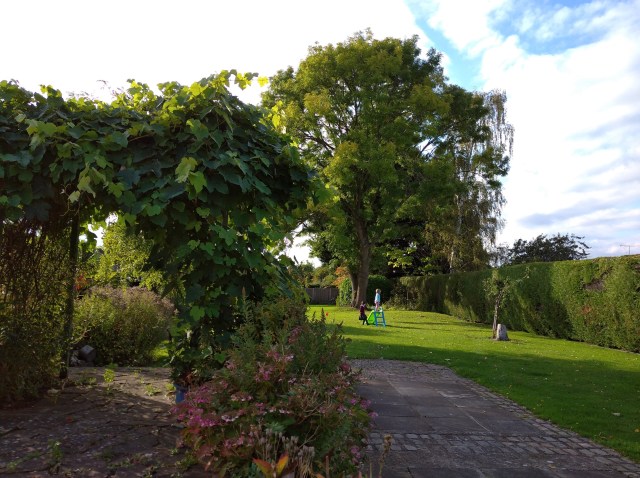 children beneath ash tree in garden