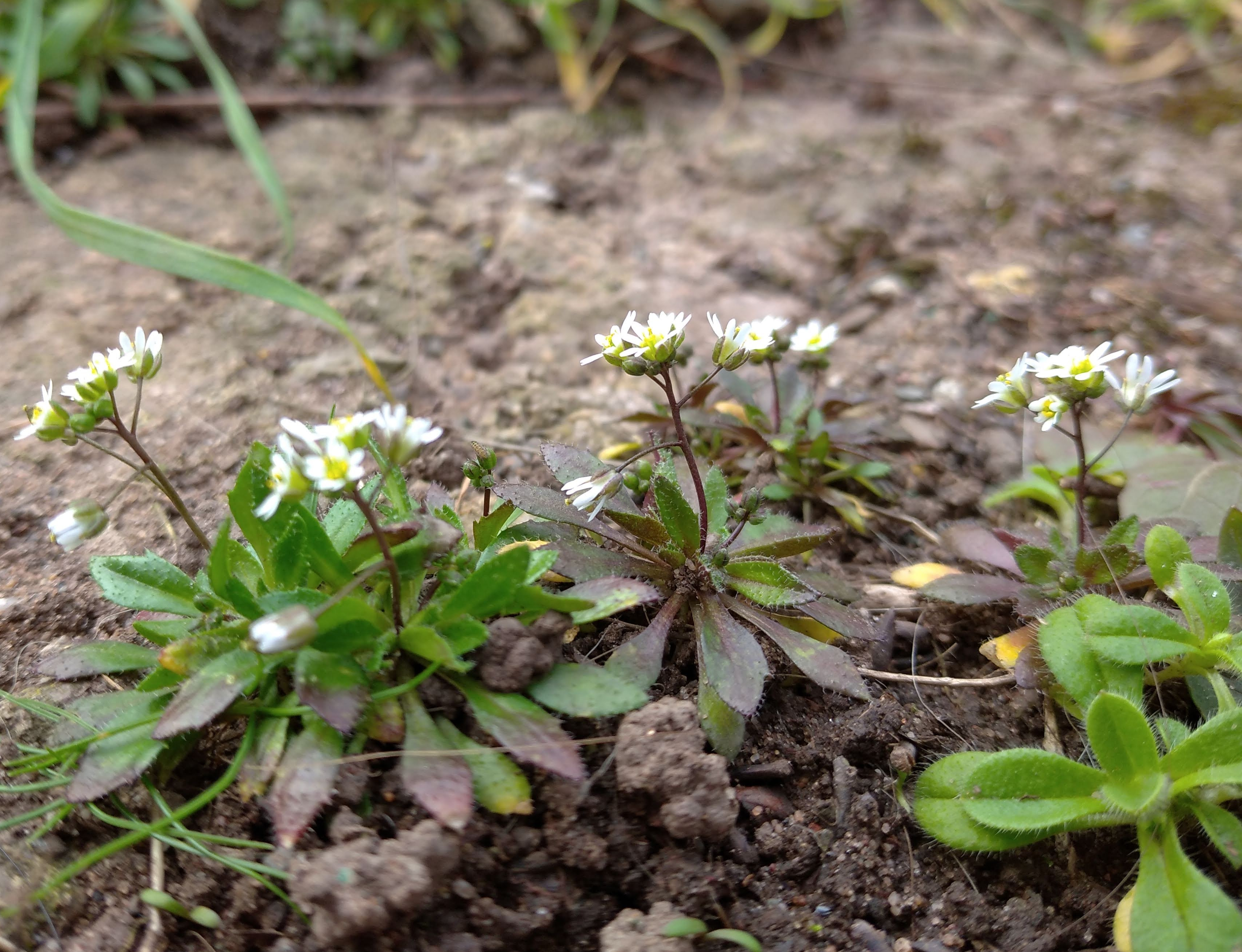 Common Whitlowgrass