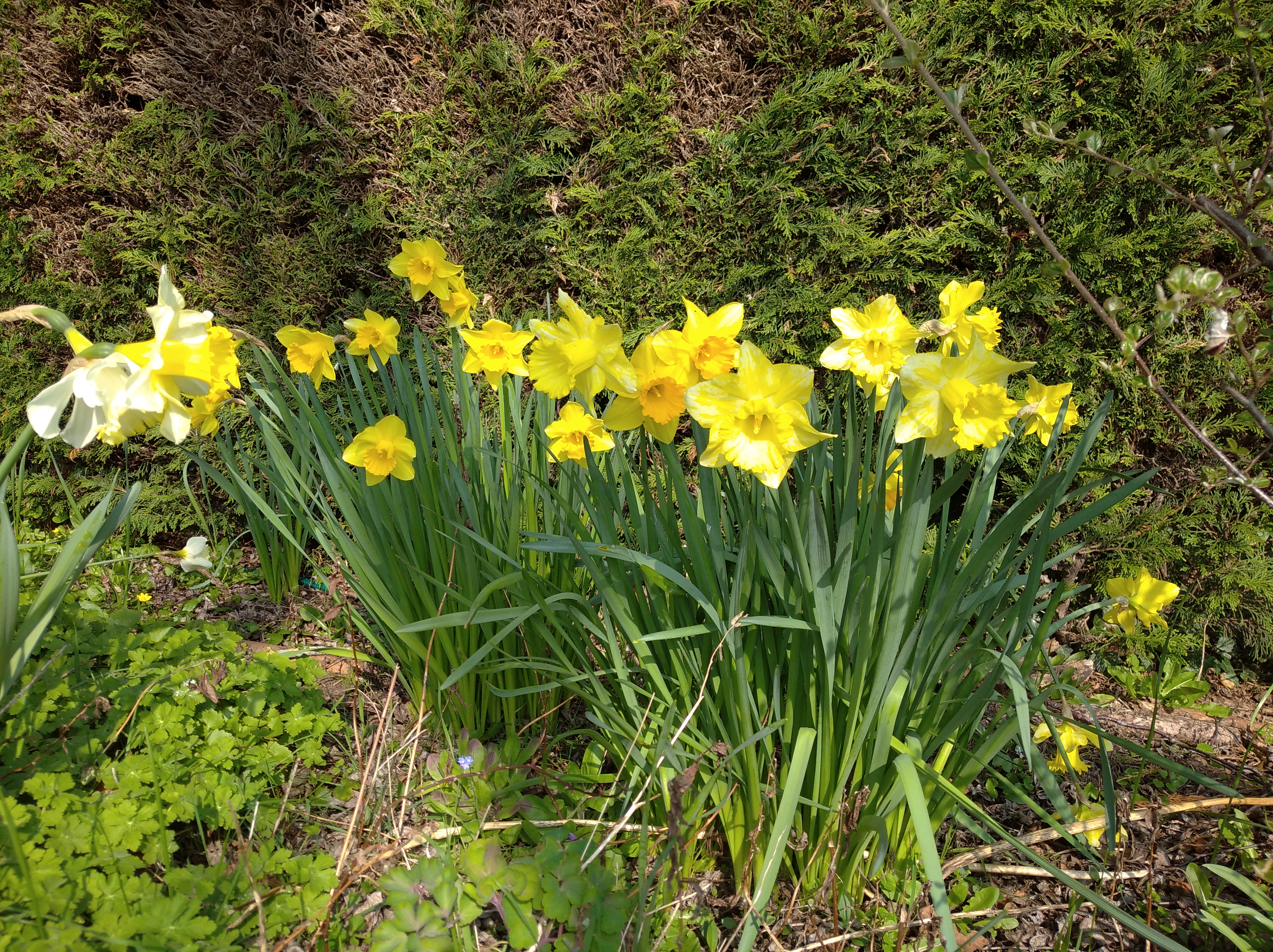 daffodils