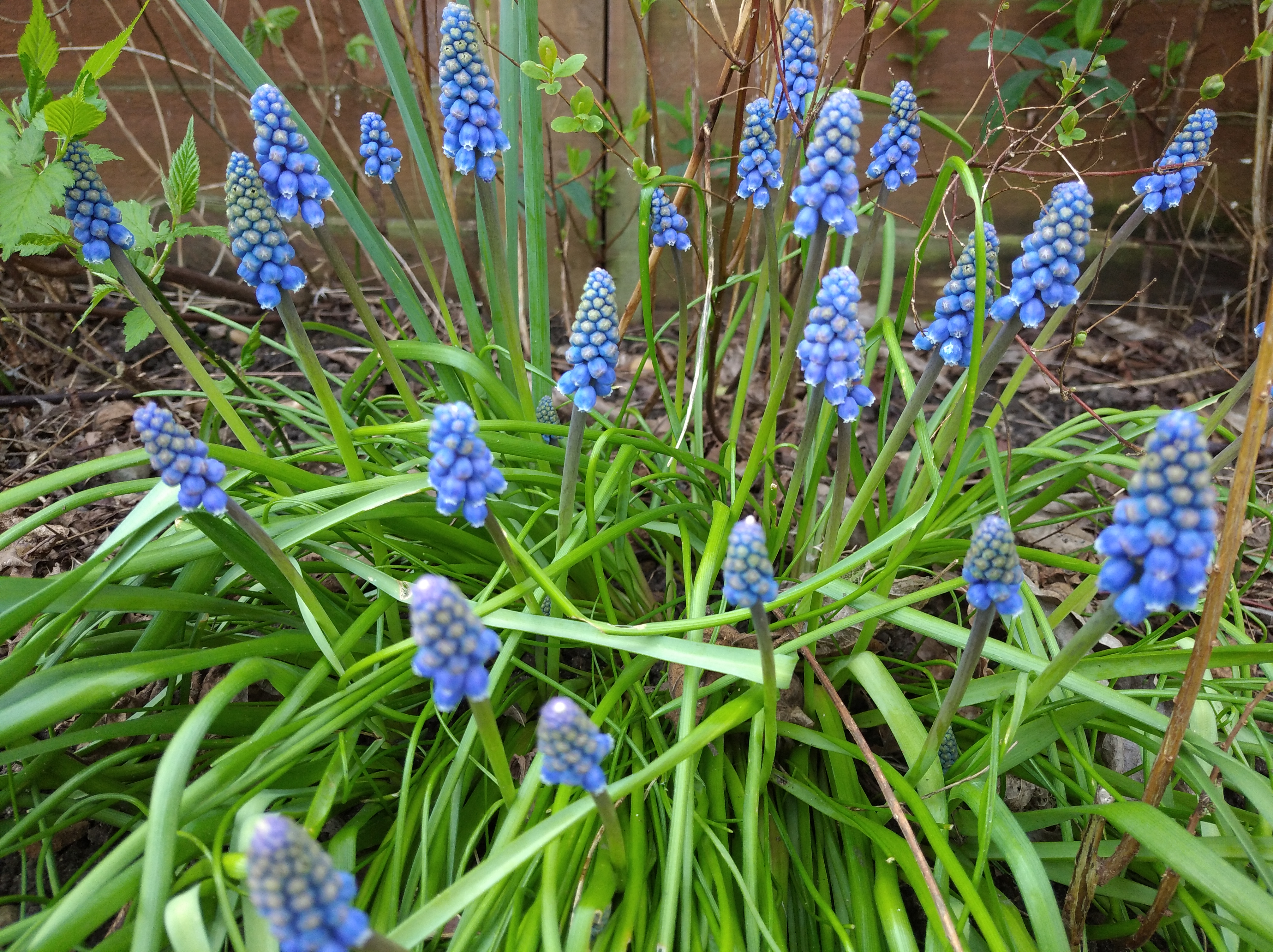 grape hyacinths