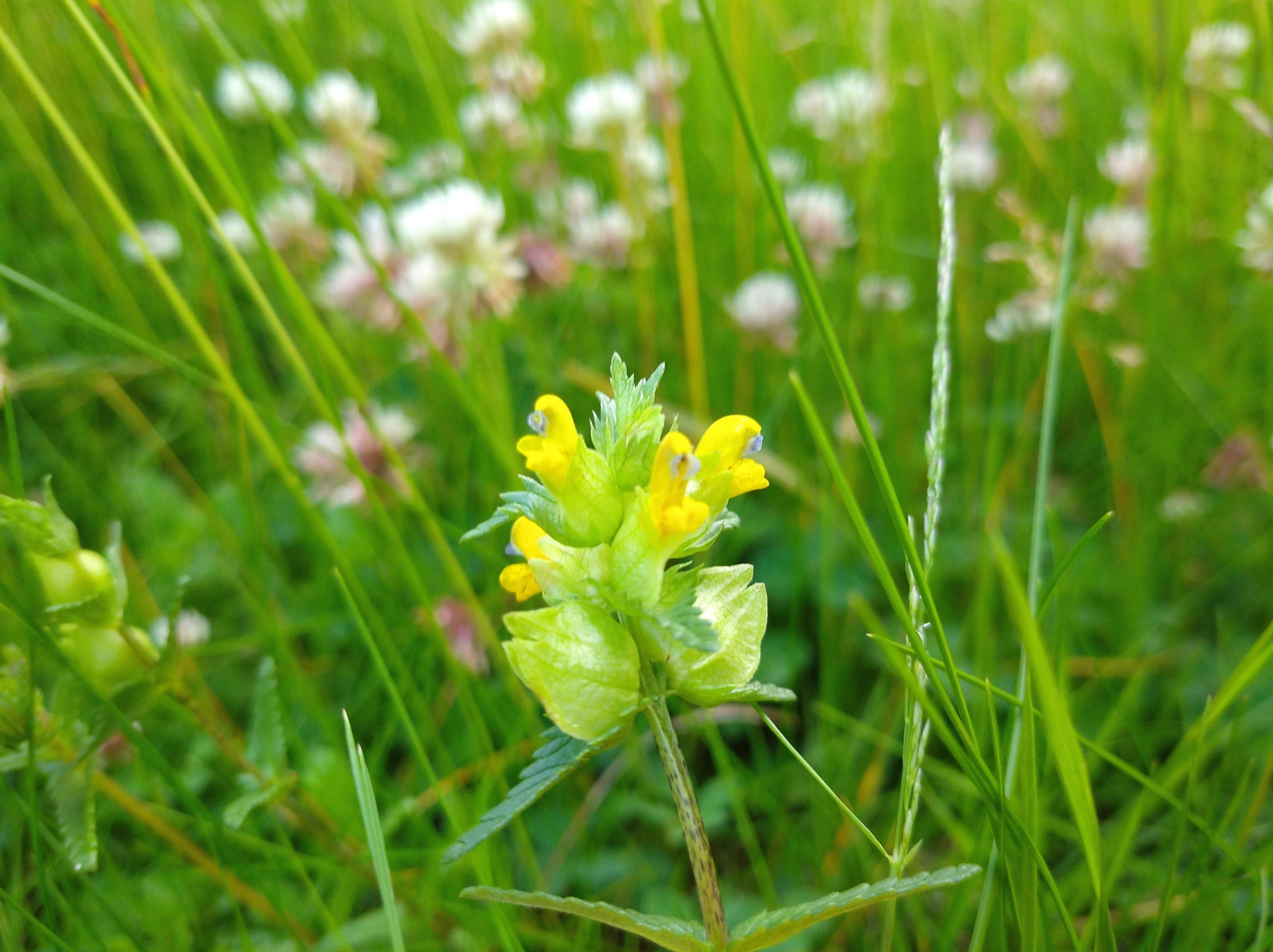 yellow rattle