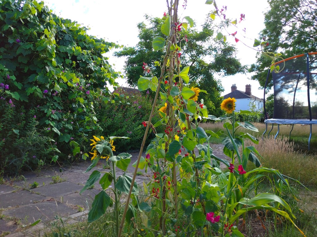 sunflowers and beanstalks