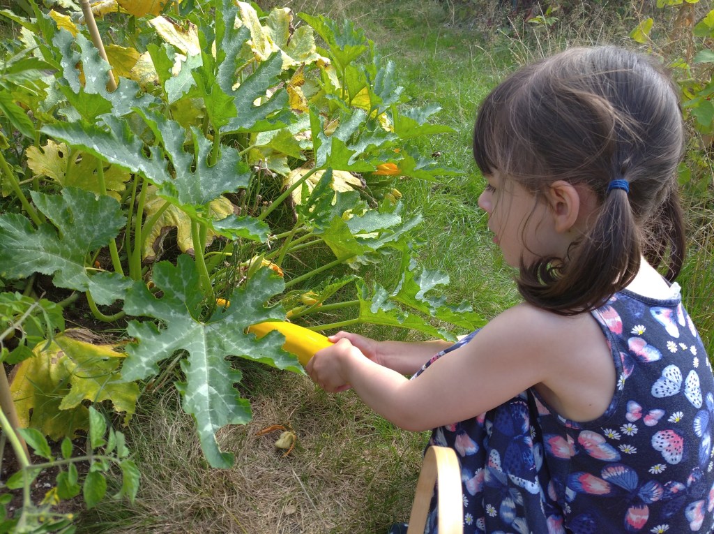 Gwendolyn picking a yellow courgette