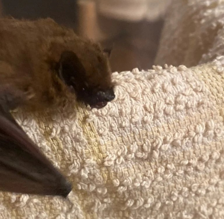 bat on tea towel